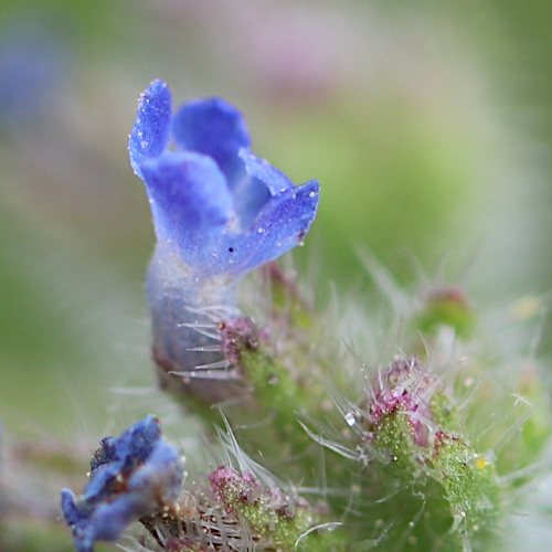 Krummhals / Anchusa arvensis